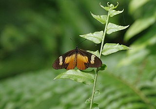 <i>Acraea jodutta</i> Species of butterfly