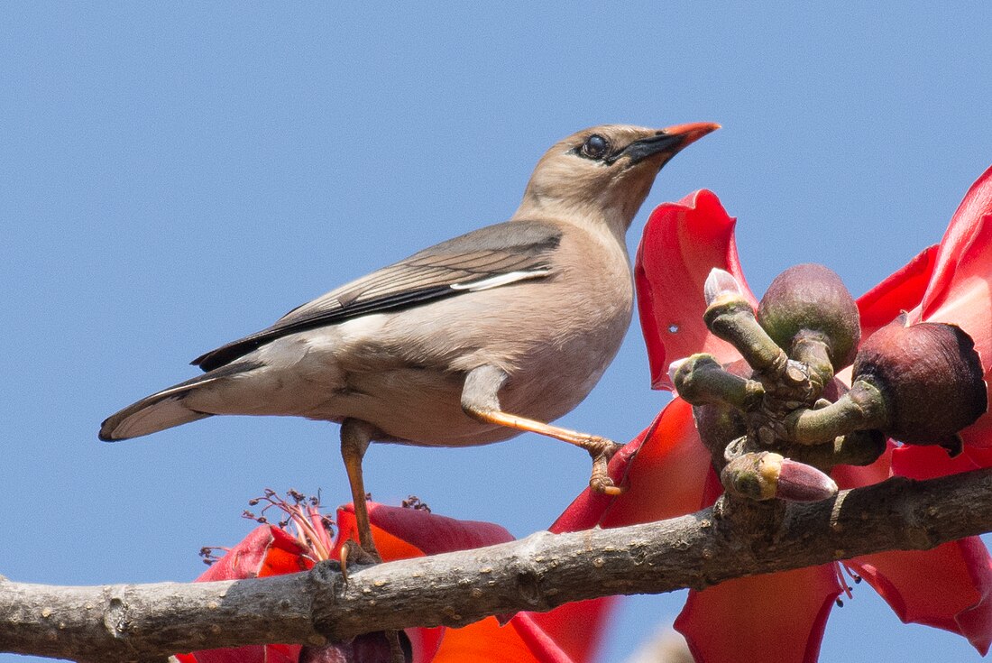 Burmese myna