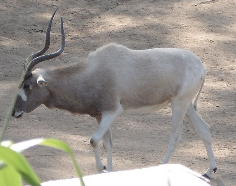 صورة:Addax.jpg