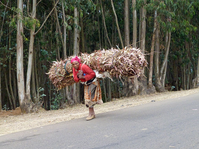 File:Addis Abeba-Collines d'Entoto (12).jpg