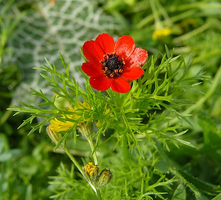 Adonis microcarpa