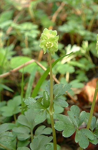 <i>Adoxa moschatellina</i> Species of flowering plant in the family Adoxaceae