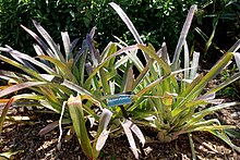 Aechmea alopecurus - Мари Селби ботаникалық бақтары - Сарасота, Флорида - DSC01706.jpg