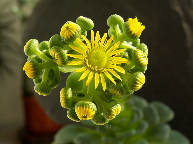 File:Aeonium dodrantale PICT1759.jpg