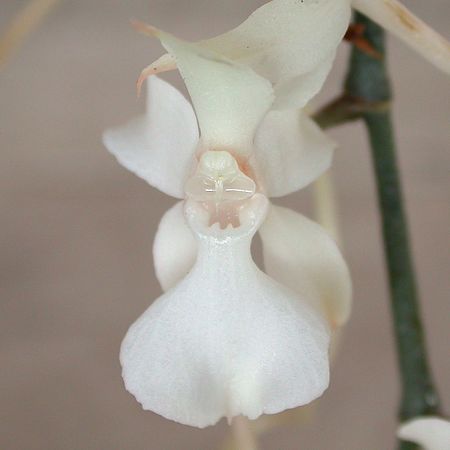 Aerangis kotschyana