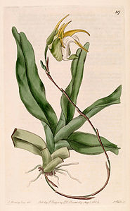 Aeranthes grandiflora - Bot. Reg. 10 pl. 817 (1824) .jpg