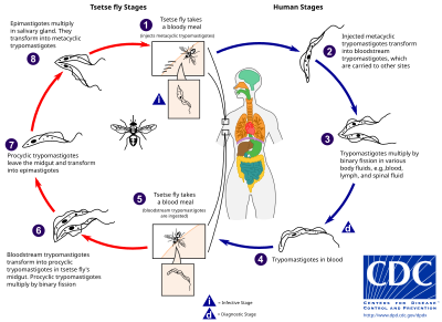 trypanosome life cycle