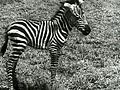 Africa Speaks! (1930) - Zebra.jpg