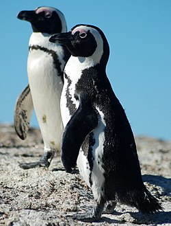 ケープペンギン