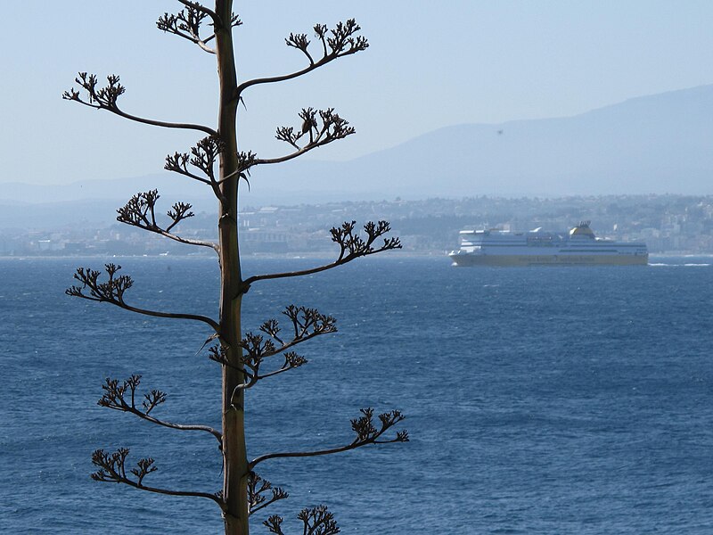 File:Agave and ferry.jpg