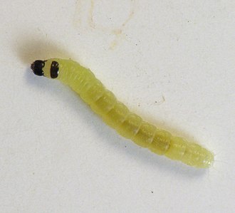 Agonopterix senicionella caterpillar Agonopterix senicionella caterpillar.jpg