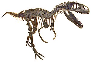 Al·losaure (Allosaurus fragilis), Museu de Ciències Naturals de València (white background).JPG
