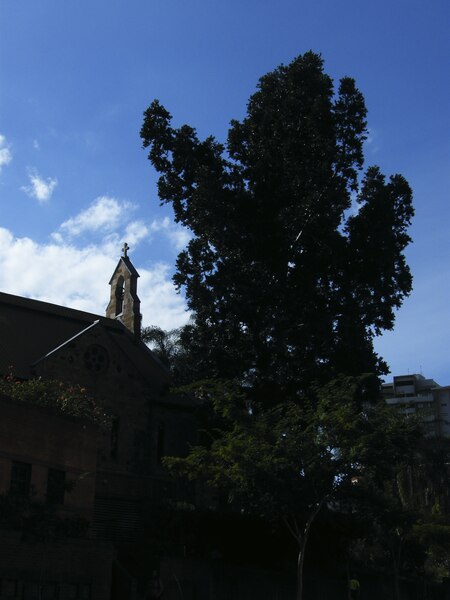 File:All Saints Anglican Church and kauri pine Ann St Brisbane DSCF 8583.tif