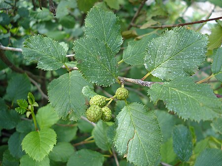 Tập_tin:Alnus_viridis_foliage_Bulgaria.jpg