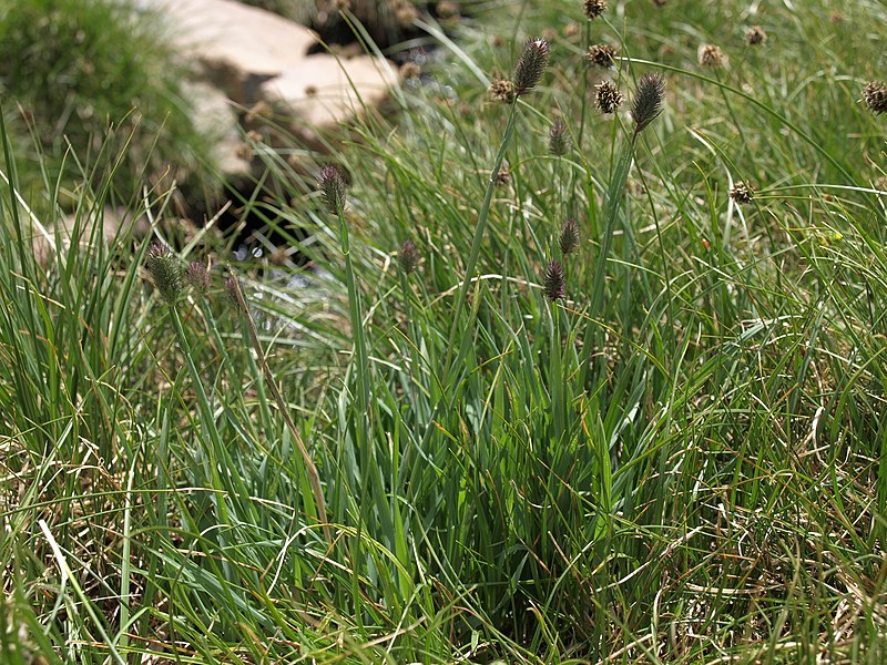 File:Alpine timothy, Phleum alpinum var. alpinum (26190140297).jpg