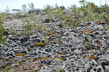 Alvar near the Singing Sands beach of Bruce Peninsula National Park, Canada Alvar near Singing Sands.JPG