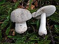 Hình thu nhỏ cho Amanita farinosa