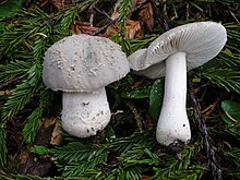 Amanita farinosa.jpg