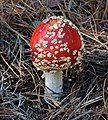 * Nomination Fly agaric (Amanita muscaria) (5) -- George Chernilevsky 02:53, 15 November 2018 (UTC) * Promotion  Support Good quality. --Vengolis 03:02, 15 November 2018 (UTC)