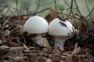 Amanita proxima Dumée 512034 2014-11-29.jpg