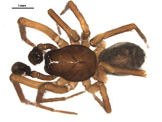 <i>Amaurobius borealis</i> Species of spider