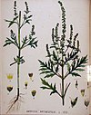 Ambrosia artemisifolia — Flora Batava — Volume v20.jpg