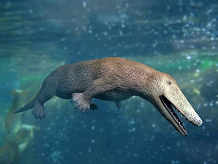 Tập_tin:Ambulocetus_new_NT_small.jpg