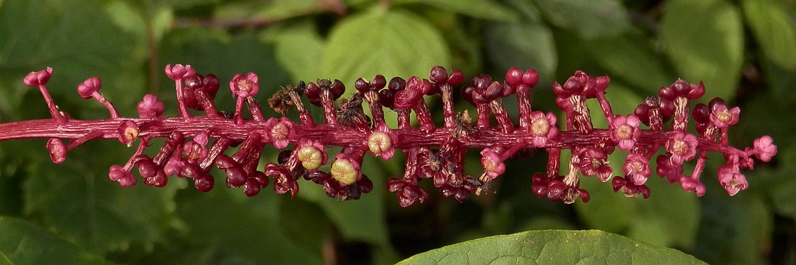 American Pokeweed (Phytolacca americana)