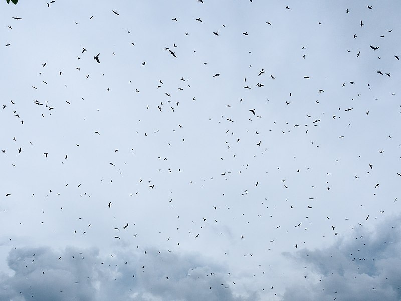 File:Amur Falcon Roost (25366317319).jpg