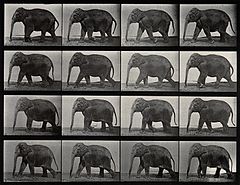 An elephant walking. Photogravure after Eadweard Muybridge, Wellcome V0048775.jpg