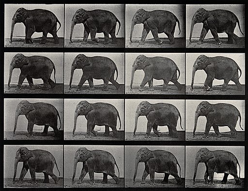 An elephant walking. Photogravure after Eadweard Muybridge, Wellcome V0048775