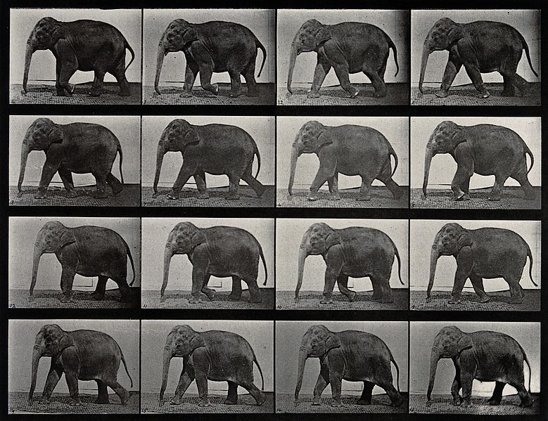 File:An elephant walking. Photogravure after Eadweard Muybridge, Wellcome V0048775.jpg