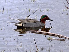 Une sarcelle à ailes vertes, près de Seattle.