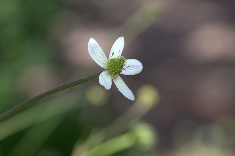 File:Anemone rivularis 02.jpg