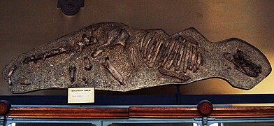 Fósil de anoploterio en el Museo Nacional de Historia Natural de Francia, París