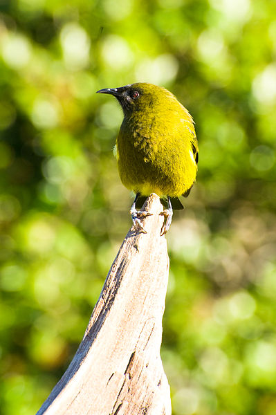 File:Anthornis melanura -Tiritir Matangi Island -NZ-8c.jpg