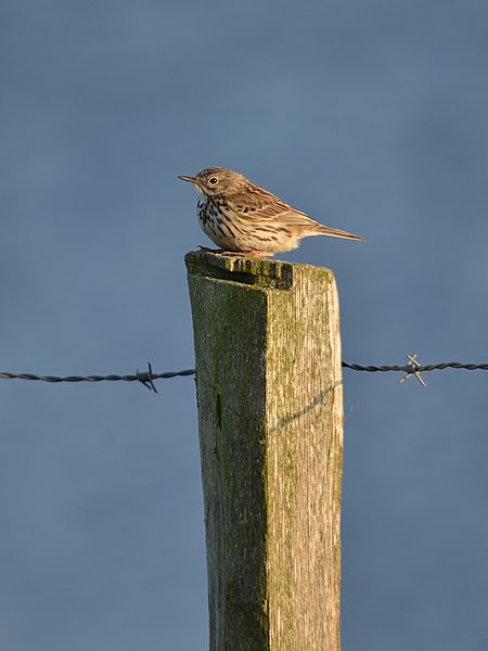 File:Anthus pratensis (Uitkerke).jpg