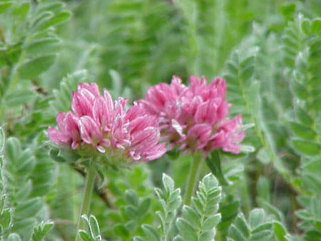 Anthyllis montana