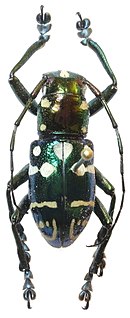 <i>Aprophata eximia</i> Species of beetle