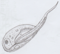 Apusomonas proboscidea 그림