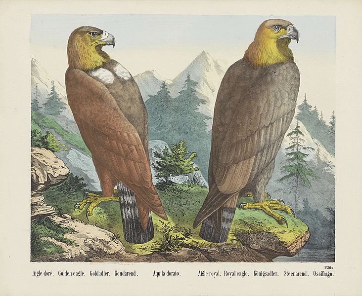 File:Aquila chrysaetos - Golden eagle.jpg