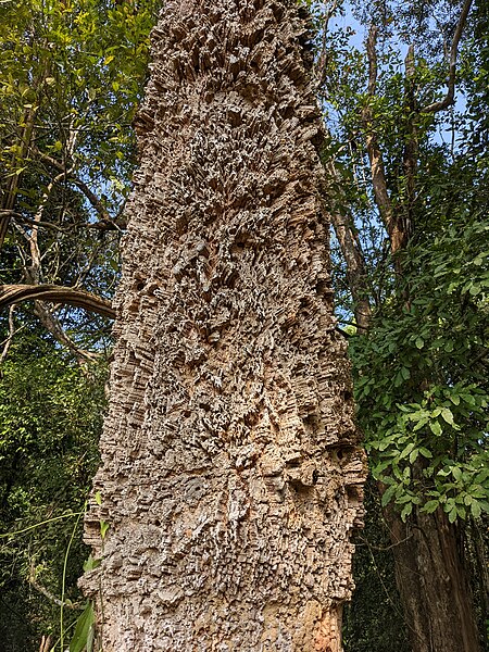 File:Aralam Wildlife Sanctuary during Annual Butterfly Survey 2022 (127).jpg