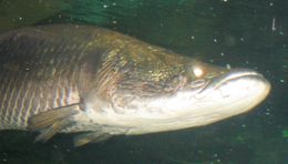 Арапаїма (Arapaima gigas)