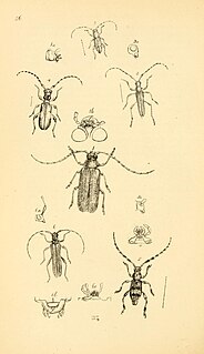 <i>Xylotoles griseus</i> species of beetle