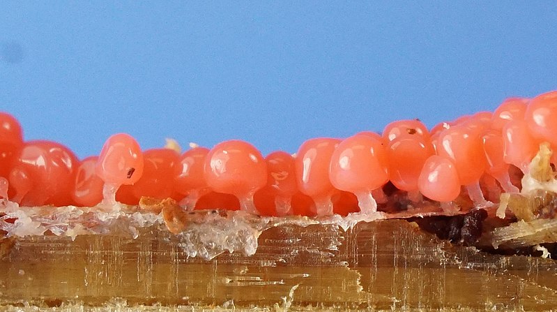 File:Arcyria ferruginea Saut 604500.jpg