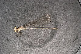 Argia munda