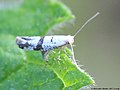 Argyresthia curvella (Linnaeus, 1761)