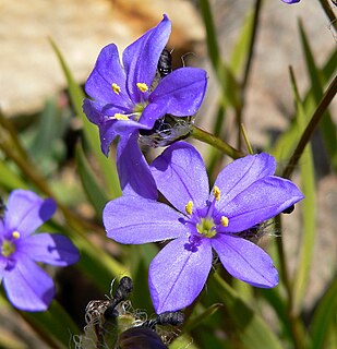 <i>Aristea</i> genus of plants