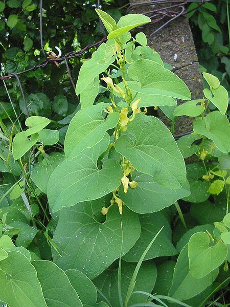 File:Aristolochia clematitis bgiu.jpg