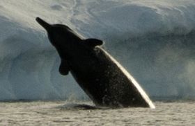 Arnoux's beaked whale.jpg